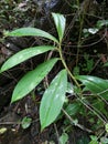 Closeup view of Costus, a group ofÃÂ herbaceousÃÂ perennial plantsÃÂ in theÃÂ familyÃÂ Costaceae